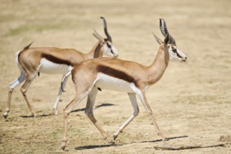 Springboks (Antidorcas marsupialis), running through the dessert, captive, distribution Africa