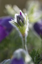 Common pasque flower (Pulsatilla vulgaris), Ranunculaceae, Rauer Stein, Irndorf, Upper Danube