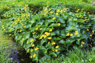 Marsh marigold (Caltha palustris), Ranunculaceae, spring, Lippachtal, Mühlheim, Upper Danube Nature