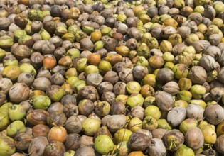 A pile of fresh coconuts, fruits of the coconut palm (Cocos nucifera), for the production of copra,