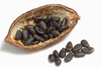 Cocoa tree (Theobroma cacao), halved cocoa fruit with cocoa beans