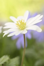 Blue anemone (Anemone apennina var. albiflora), flower, garden plant, North Rhine-Westphalia,