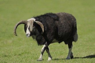 Jacob sheep (Ovis ammon f. aries), ram, Lower Saxony Germany