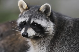 Raccoon (Procyon lotor), portrait, Hesse, Germany, Europe