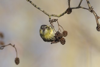 Siskin (Spinus spinus) adult bird feeding on Alder tree seeds in winter, England, United Kingdom,