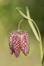 Snake's head fritillary (Fritillaria meleagris), flower, Lower Saxony, Germany, Europe