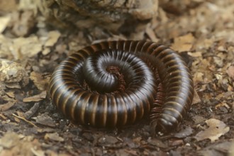 Giant african millipede (Archispirostreptus gigas), captive, occurrence in Africa