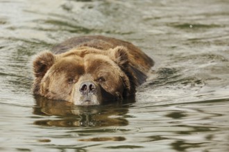 Kodiak bear (Ursus arctos middendorffi) swimming in the water, captive, Germany, Europe