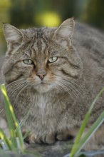 European wildcat (Felis silvestris silvestris), portrait, captive, North Rhine-Westphalia, Germany,