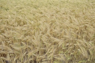 Field with rye (Secale cereale), North Rhine-Westphalia, Germany, Europe