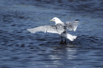 Kittiwake (Rissa tridactyla) adult bird bathing in a shallow pool, Skomer island, Wales, United