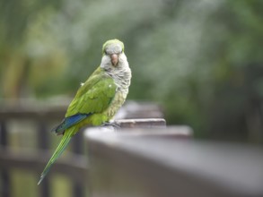 Portrait of a monk parakeet (Myiopsitta monachus) in a park in Buenos Aires, Argentina, South