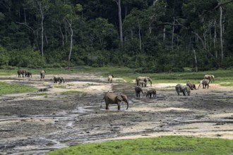 African forest elephants (Loxodonta cyclotis) in the Dzanga Bai forest clearing, Dzanga-Ndoki