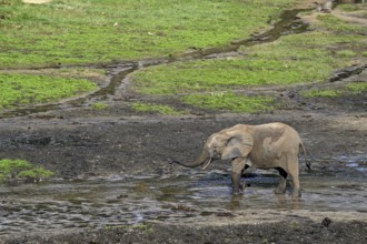 African forest elephant (Loxodonta cyclotis) in the Dzanga Bai forest clearing, Dzanga-Ndoki