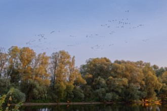 Birds above the Warta Estuary National Park, Park Narodowy Ujscie Warty, where the Warta flows into