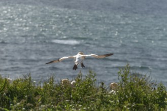 Single northern gannet (Morus bassanus) on a fishing trip, Helgoland Island, North Sea, Pinneberg