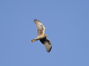 Hen harrier (Circus cyaneus) female in flight, flying northwards during the spring migration,