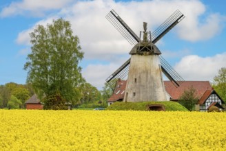 Windmill with rape field Wegholm Germany