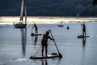 Green carpet of plants on Lake Baldeney in Essen, proliferating aquatic plant Elodea, waterweed, an