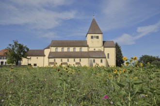 UNESCO Carolingian St George's Church, flower field, flower meadow, sunflowers, Oberzell, Reichenau