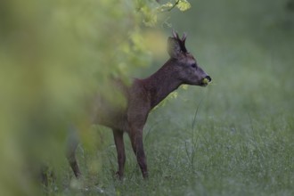 Roebuck in summer, leaf timeWittlich, Rhineland-Palatinate, Germany, Europe