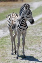 Young plains zebra (Equus quagga), wild, free-living, safari, ungulate, animal, black and white,