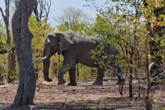 African elephant (Loxodonta africana), fauna, free-living, wild, wilderness, safari, forest, bush,