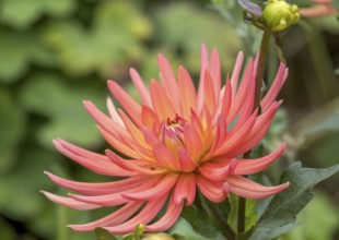 Dahlia (Dahlia), North Rhine-Westphalia, Germany, Europe