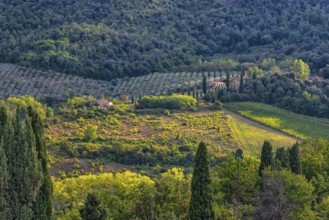 Hilly landscape, cypress (Cupressus), olive, olive tree (Olea europaea), sunlight, evening sun,