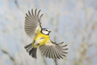 Blue tit (Parus caeruleus), in flight, high speed flight recording, winter, animals, birds,