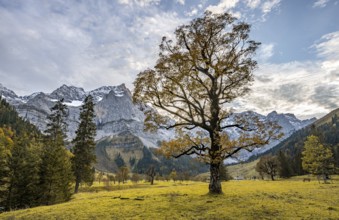 Maple tree with autumn leaves, autumn landscape in Rißtal with Spritzkarspitze, Großer Ahornboden,