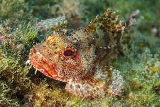 Small specimen of canary island dragonhead (Scorpaena canariensis) lying among seaweed on the