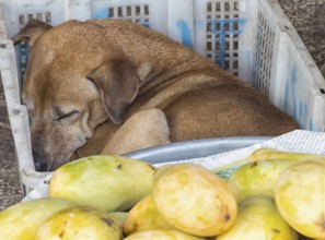 Stray dog sleeps on the market in a plastic box