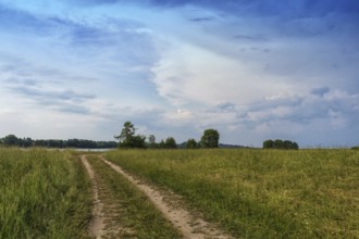 Rural landscape with country road, the sky before the storm and a group of trees