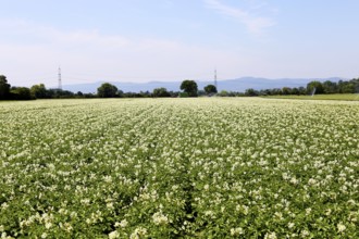 Flowering potato field near Mutterstadt, Rhineland-Palatinate