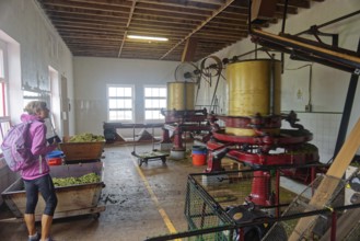 A woman explores a tea processing factory with various machines, tea cultivation and production Cha