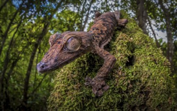 Leaf-tailed gecko (Uroplatus gigantaeus) in the rainforests of Marojejy National Park, north-east