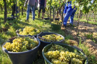 Hand-picking of Chardonnay grapes in the Palatinate in 2023 (Norbert Groß winery, Meckenheim) . The