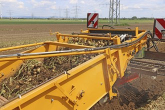 Farmer Markus Frank from Frankenthal during the agricultural onion harvest (onion harvesting)