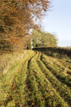 Grassy rutted track part of an ancient avenue from Beckhampton towards Avebury, Wiltshire, England,