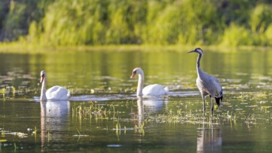 Crane (Grus grus) and Mute Swan (Cygnus olor) foraging in a shallow water zone, Middle Elbe