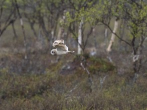 Short-eared owl (Asio flammeus) in flight, searching for prey over heathland, in the rain, May,