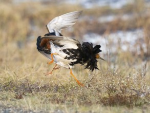 Ruff (Calidris pugnax) two males in breeding plumage at lek, fighting over female, Pokka, Finnish