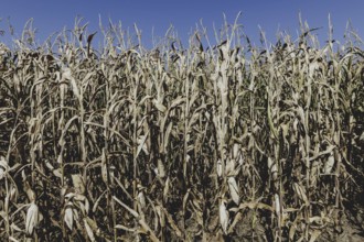 Dried corn, photographed in Bad Dürrenberg, 28/08/2024