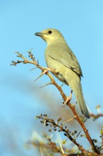 Grey hypocolius (Hypocolius ampelinus), Mudday, Salalah, Dhofar, Oman, Asia