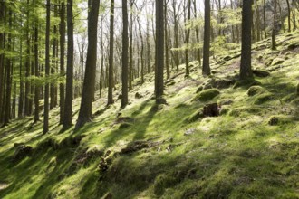 Woodland landscape tree trunks on the banks of Lake Buttermere, Cumbria, England, UK