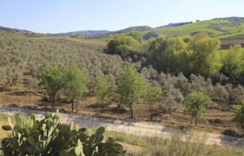 Farming landscape of Rio Setenil valley, Cuevas del Marques, Serrania de Ronda, Spain, Europe