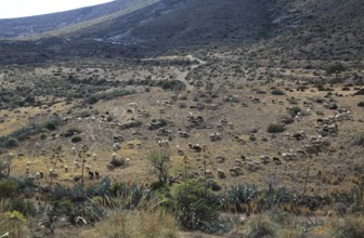 Herd of sheep and goats grazing in dry arid landscape, Presillas Bajas, Cabo de Gata national park,