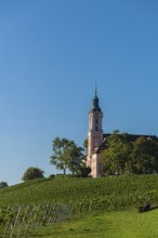 Viticulture on the hillside, Birnau pilgrimage church, Uhldingen-Mühlhofen, Lake Constance,