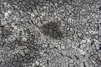 The bottom of a dried-up fish pond in Reckahn in Brandenburg looks like parched desert soil. The